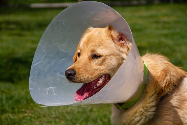 istock golden retriever with cone collar in park 1222526511