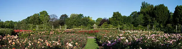 Photo of Rose Garden Panorama of the Regent Park