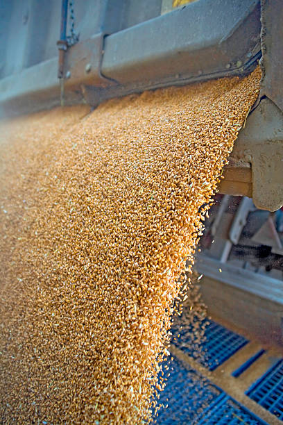 istock Dumping of wheat grains 122252693
