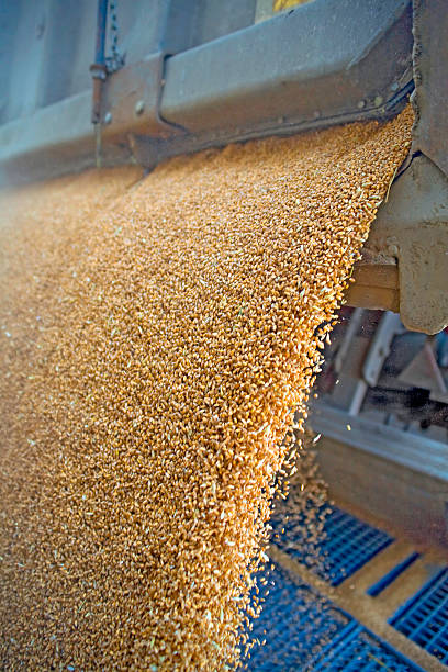 Dumping of wheat grains Tractor is dumping wheat grains to silo flour mill stock pictures, royalty-free photos & images