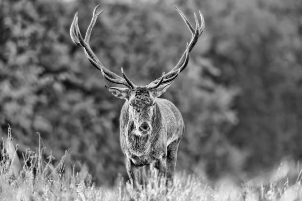 istock The King of Alpine forest (Cervus elaphus) 1222529189
