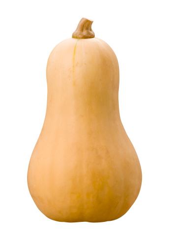  Fresh Butternut Squash Isolated on a white background.  This vegetable has a sweet nutty taste and is similar to a pumpkin.  Although it is a fruit it, can also be used as a vegetable.  The insides can be scraped out and used as an ingredient for many recipes.  This food is a member of the gourd family.  The subject was photographed pretty much straight on.  The image is isolated on a white background.