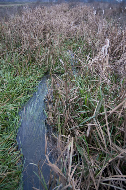 istock small brook among dry straw in the field 1222530837