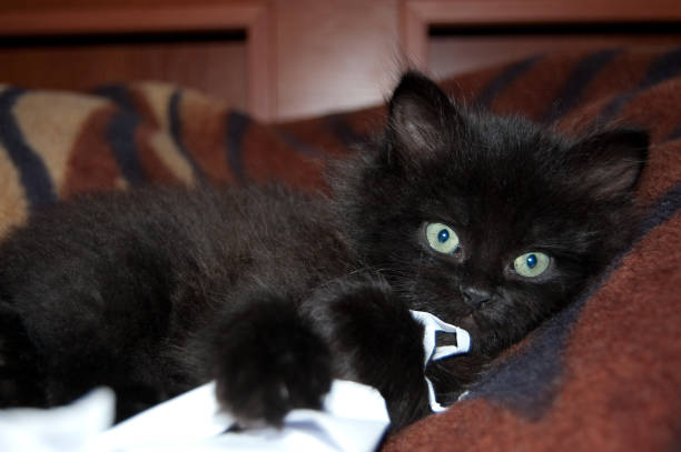 istock little black kitten on the bed in the room 1222531975