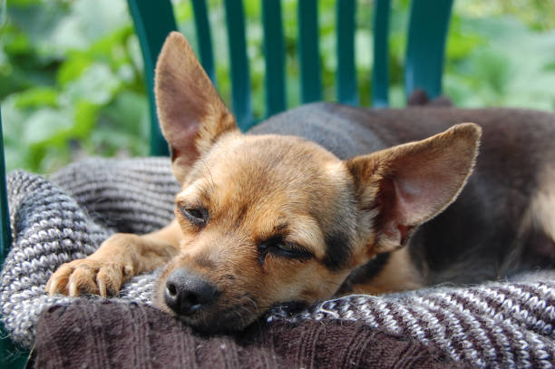istock little terrier dog sleeping on the street 1222532018