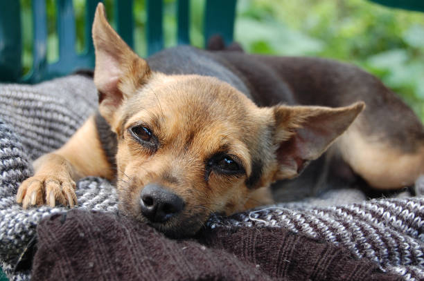 istock little terrier dog sleeping on the street 1222532040