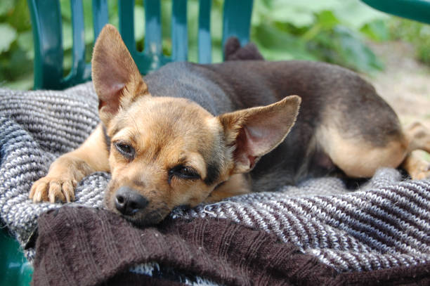 istock little terrier dog sleeping on the street 1222532046