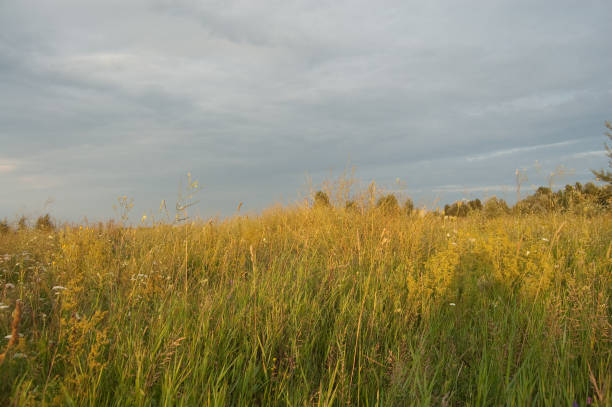 istock green field with spikelets and flowers 1222532087