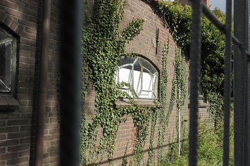 Wall with window of an abandoned farm is overgrown with ivy (Hedera helix). Focus on wall.