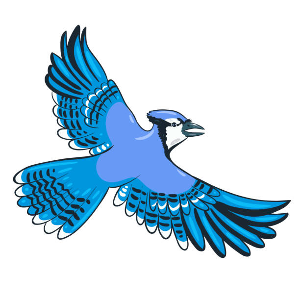 cartoon cute blue jay