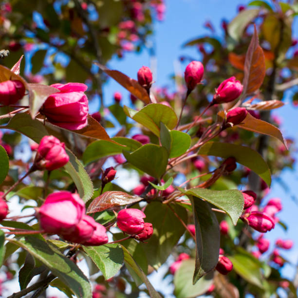 istock Spring blossom background. Spring blooming. Apple tree blossom with pink flowers 1222532955