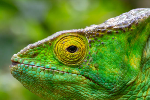 istock A chameleon in close-up in a national park on Madagascar 1222534162