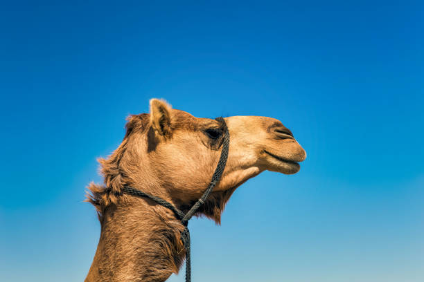 istock Camel Head Closeup Portrait in Desert. 1222534527