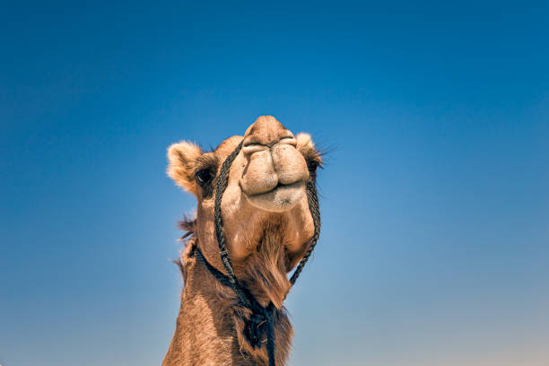 istock Camel Head Closeup Portrait in Desert. 1222534535