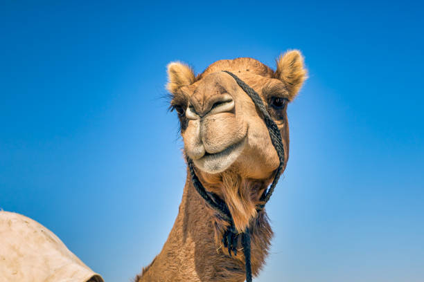 istock Camel Head Closeup Portrait in Desert. 1222534603