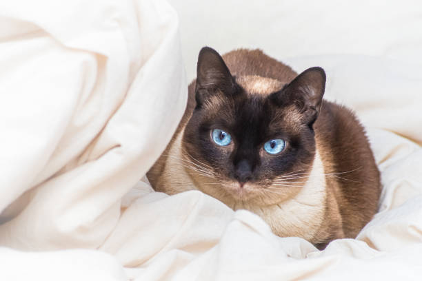 istock Siamese cat with blue eyes wrapped in soft blanket 1222534686