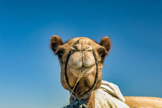 istock Camel Head Closeup Portrait in Desert. 1222534726