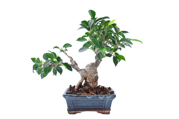 Ficus microcarpa tigerbark bonsai in training Ficus microcarpa tigerbark bonsai in training, plant isolated over white background chinese banyan bonsai stock pictures, royalty-free photos & images