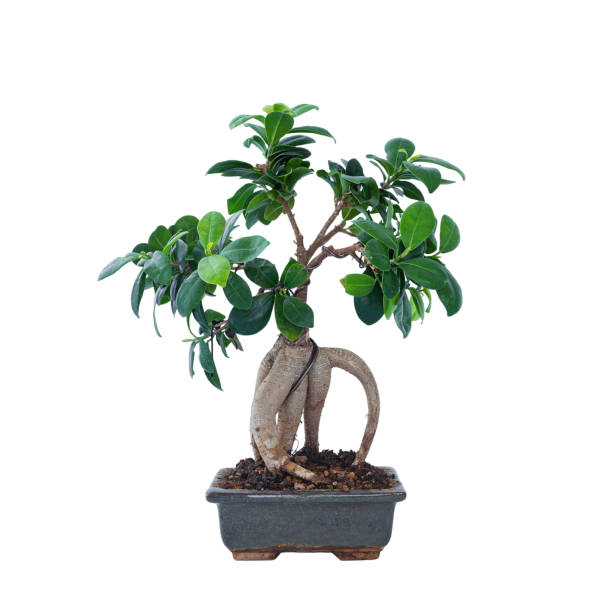 ficus ginseng bonsai in un vecchio vaso di ceramica cinese - ginseng bonsai tree fig tree banyan tree foto e immagini stock