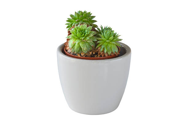 istock Haworthia in a small ceramic pot for succulents 1222535795