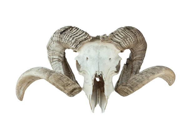 istock huge ram trophy isolated over white background 1222535804