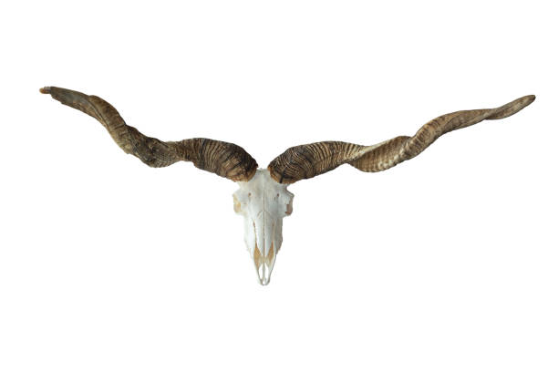 huge trophy of racka ram on isolated on white background