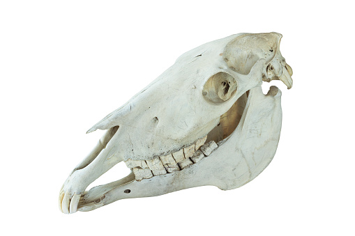 Side view to a elephant skull found on the savannah in the Okavango Delta in Botswana