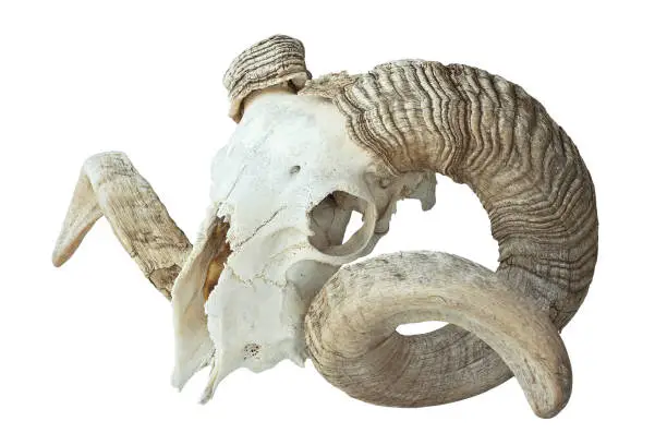 Photo of large old ram skull