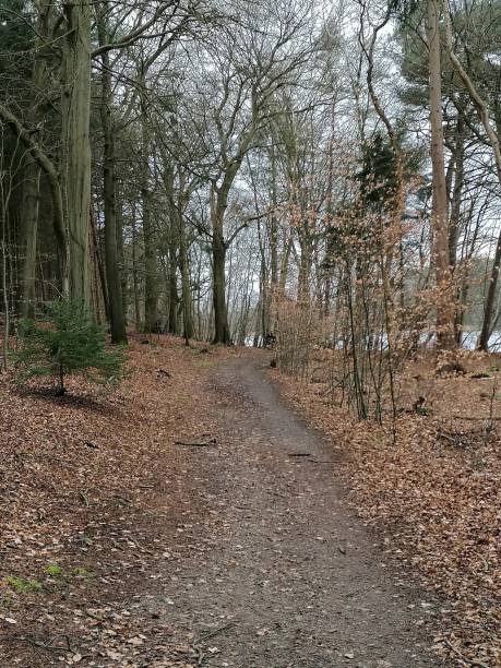 istock Walk in spring through the forest by the lake 1222535923