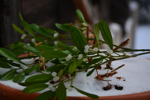 mistletoe in snow