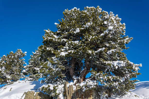 istock Snow on a fir tree in mountains 1222537720