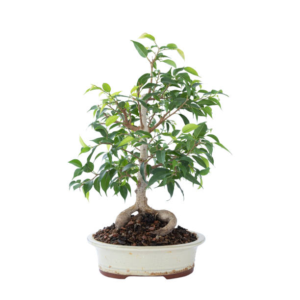 bellissimo ficus benjamina bonsai su sfondo bianco - ginseng bonsai tree fig tree banyan tree foto e immagini stock