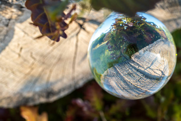 Cut a tree trunk with a crystal ball. The future of the nature.