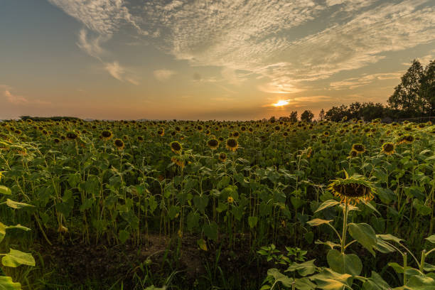 istock Dusk and sunflowers 1222539209