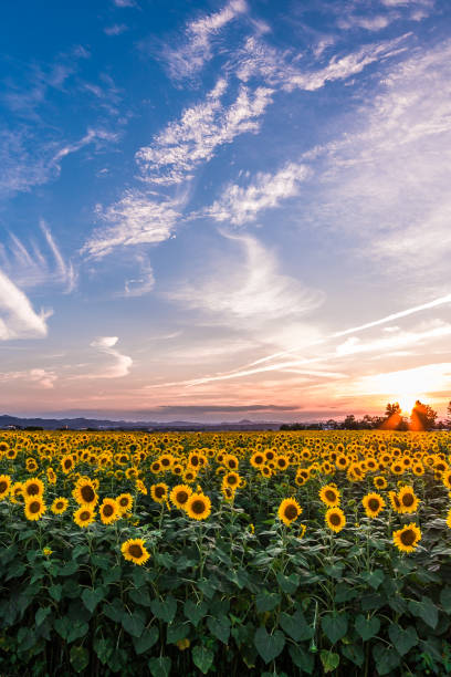 istock Dusk and sunflowers 1222539801
