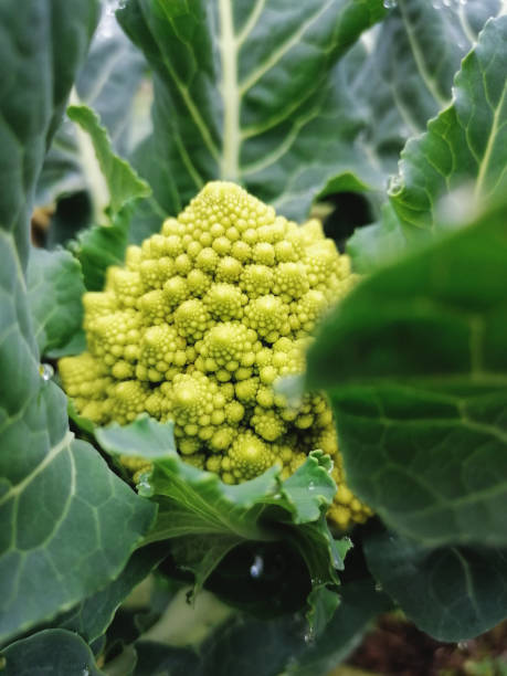 органический романеско брокколи выращивание, крупным планом - romanesco broccoli стоковые фото и изображения