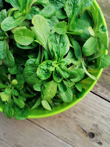 Freshly Picked Mache Leaf Salad stock photo