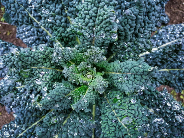 Black Kale (Brassica oleracea) - 'Nero di Toscana' with Raindrops
