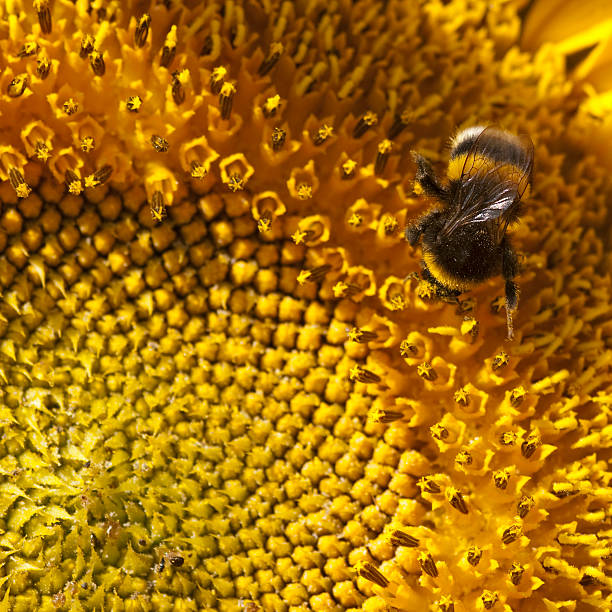 Bumblebee  on the yellow flower - sunflower. Macro with selective focus.