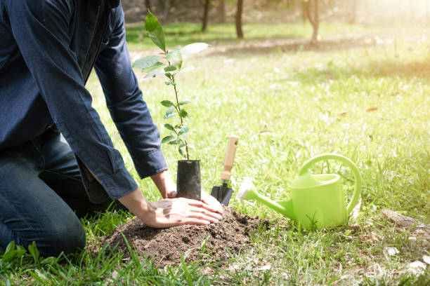 istock The young man is planting the tree to preserve environment 1222541995