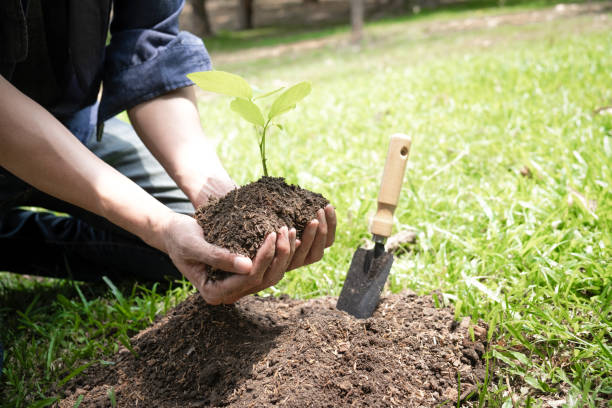 istock The young man holding the seeding tree to plant 1222542007