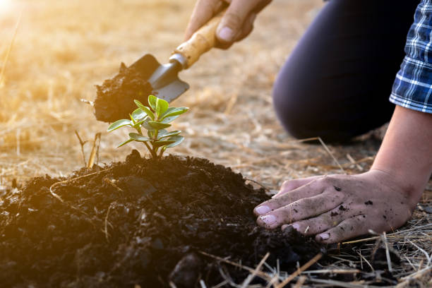 istock The young man is planting the tree to preserve environment 1222542024