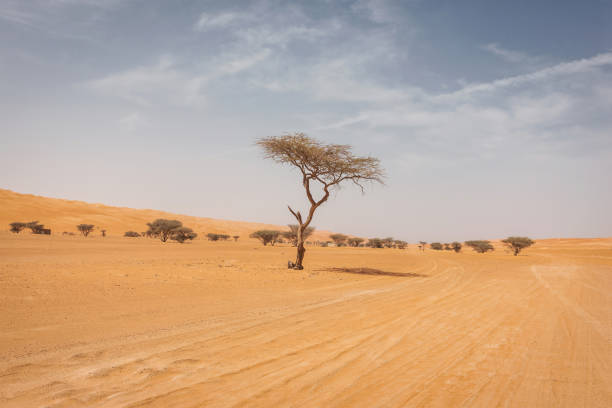 istock Wahiba Sands Desert Trees Oman 1222542290