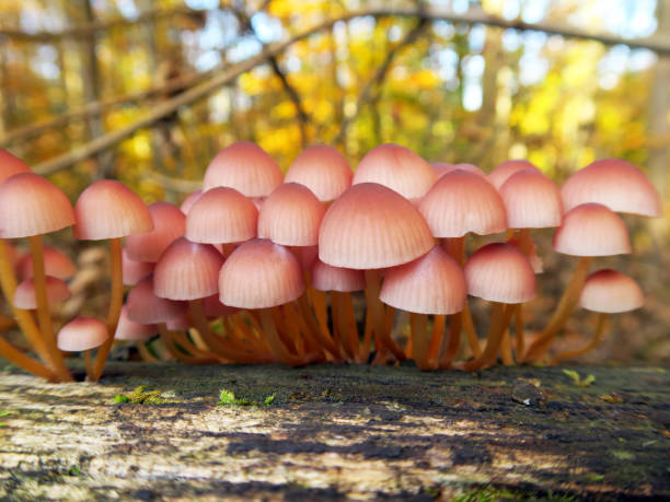 Coprinus micaceus (Glimmertintling) mushrooms Coprinus micaceus (Glimmertintling) mushrooms psathyrellaceae stock pictures, royalty-free photos & images