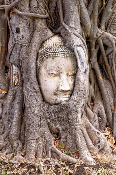 istock Large stone Buddha head in fig tree roots - Ayutthaya City 1222543869