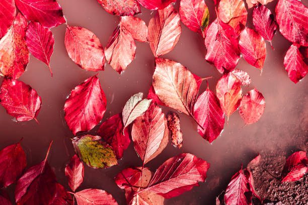 istock Red autumn leaves floating in pink water 1222543900