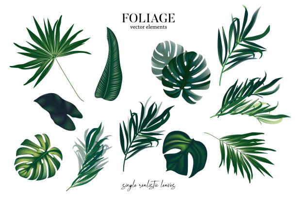 istock Leaves greenery single arrangement elements, fius. monstera houseplant, palm leaves for spakle luxury  design. Modern abstract art isolated on white background in vector 1222544872