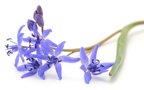 istock Purple beautiful snowdrops. 1222545070