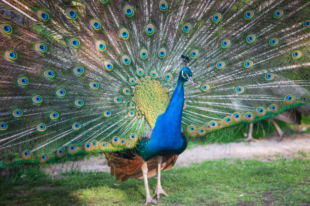 istock Beautiful peacock in the park 1222545530
