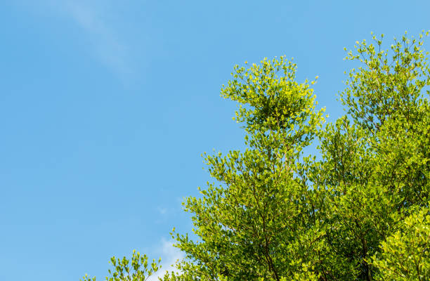 istock Leaves of tree with sunlight 1222546594
